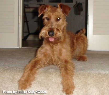 Irish Terrier