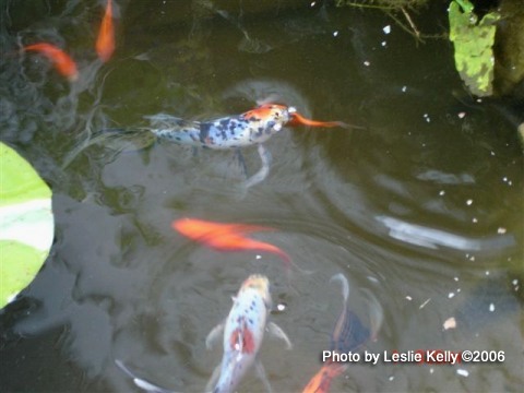 fish pond